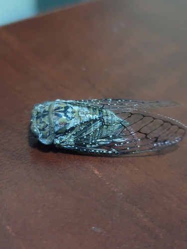 Shrill Thorntree Cicada