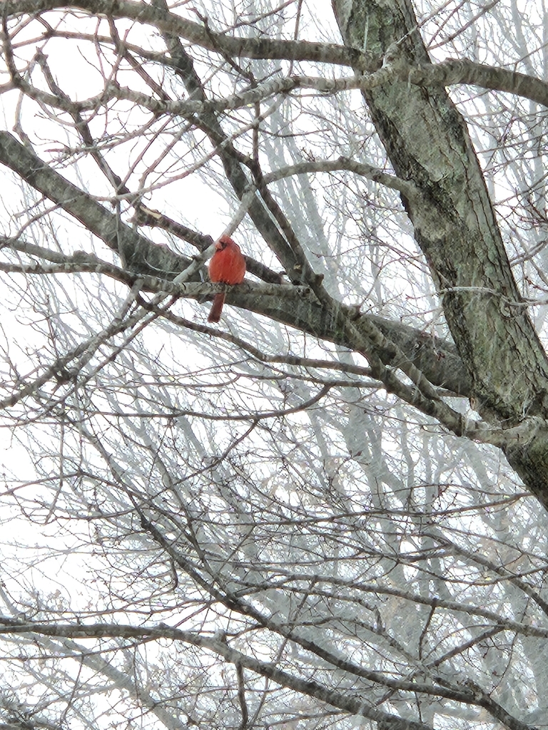 February Cardinal Northern Cardinal in February 2025 by Grace · iNaturalist