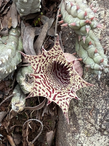 Huernia volkartii