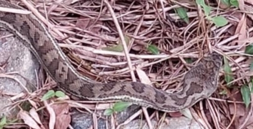 Coastal Carpet Python sighting