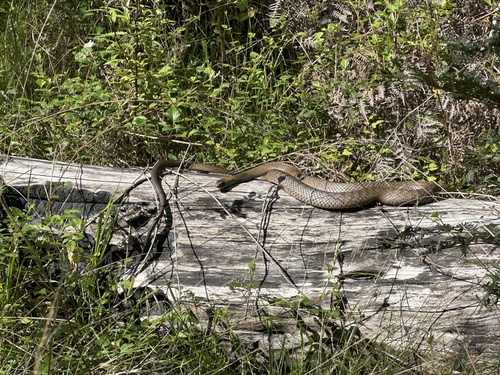 Eastern Brown Snake sighting