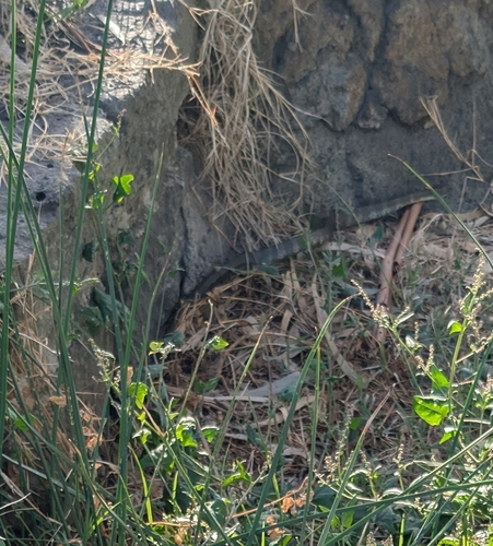 Tiger Snake sighting