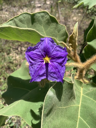 Solanum crinitum