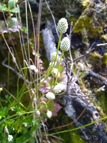 Small-flower Anemone