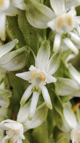 Death Orchid