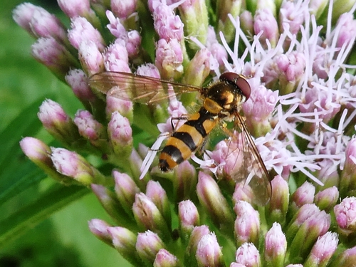 Banded Thintail
