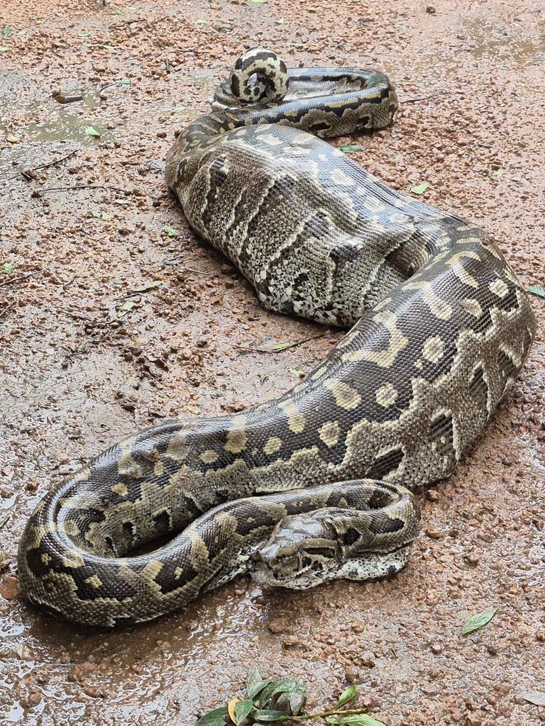 Python's In Botswana Southern African Python from Gaborone, Botswana on February 20, 2025 at ...