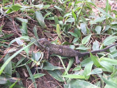 Kigezi Highlands Chameleon