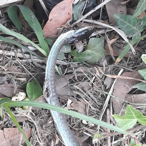 Common Tree Snake sighting