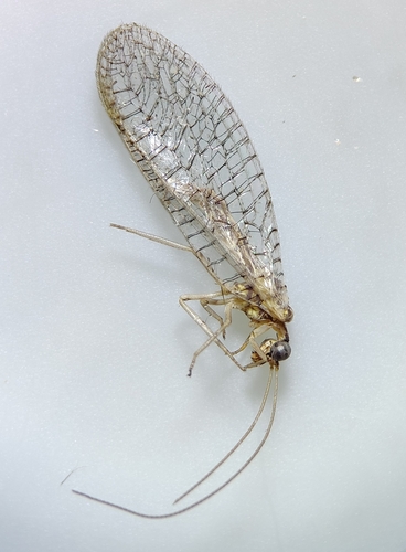 Eremochrysa punctinervis