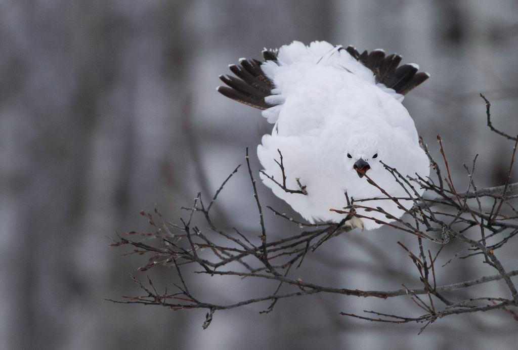 Willow Ptarmigan
