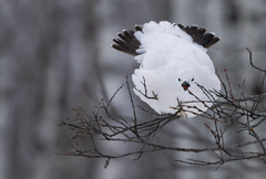 Willow Ptarmigan