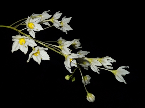 Solanum campaniforme