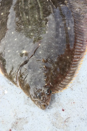 Alaska Plaice