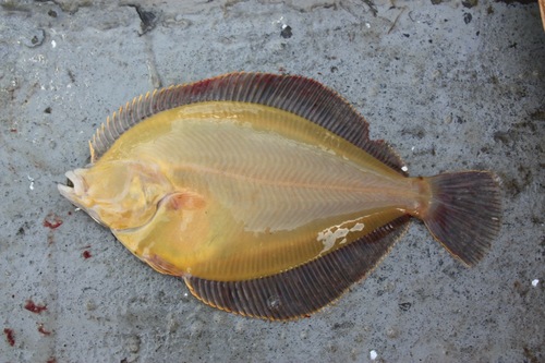 Alaska Plaice