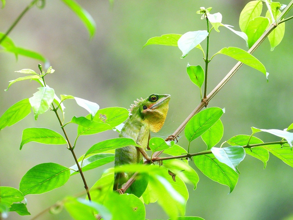 Green Crested Lizard from Gunung Pulai Recreational Forest, Pekan Nanas ...