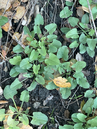 Hillside False Bindweed foliage
