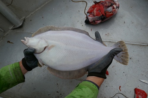 Rock Sole