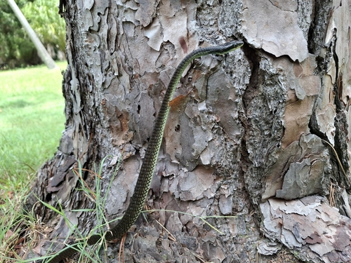 Common Tree Snake sighting