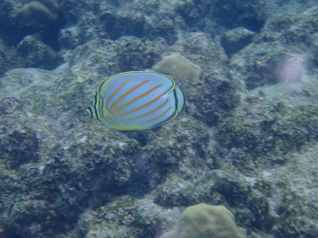 Ornate butterflyfish