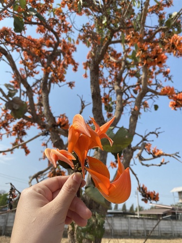 Flame of The Forest