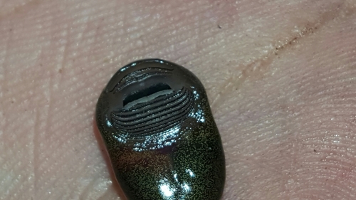 Rocky Mountain Tailed Frog