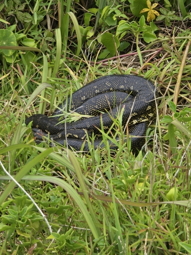 Diamond Python sighting