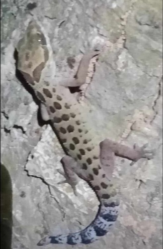 Cyrtodactylus zebraicus