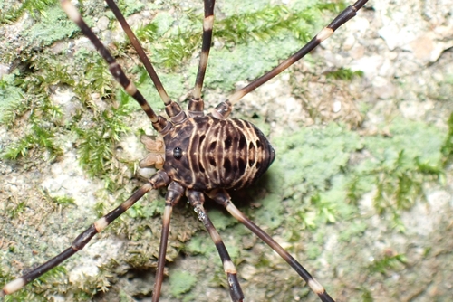 Gyas titanus