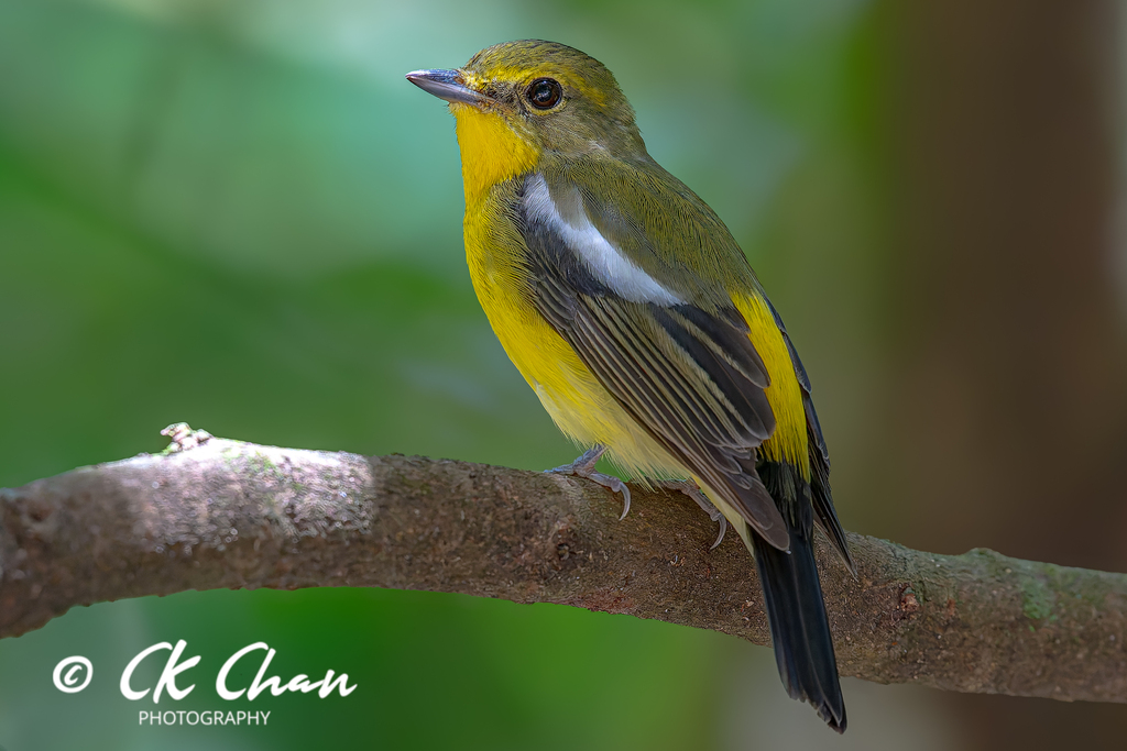 Green-backed Flycatcher (Ficedula elisae) photo