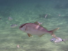 Greater Amberjack