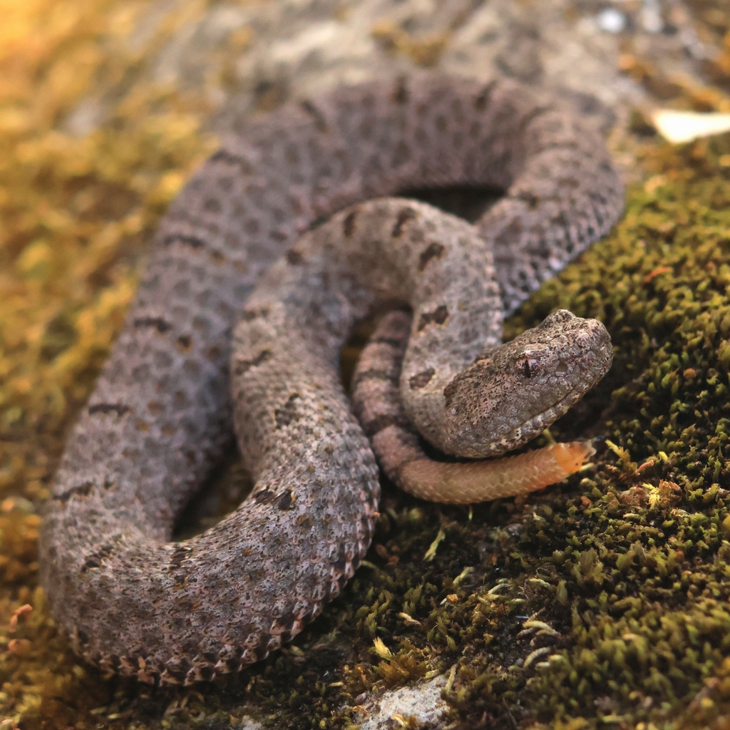 Banded Rock Rattlesnake from 46754 Jal., México on February 16, 2025 at ...