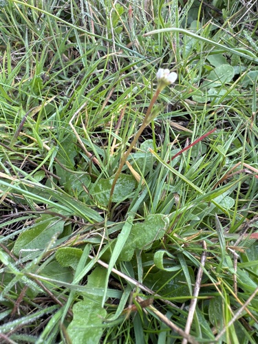 iNaturalist observation photo of saxifrage family