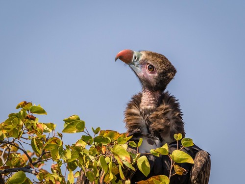 White-headed Vulture