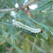 Pine Sawfly - Photo (c) Tig, all rights reserved, uploaded by Tig