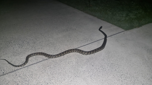 Coastal Carpet Python sighting