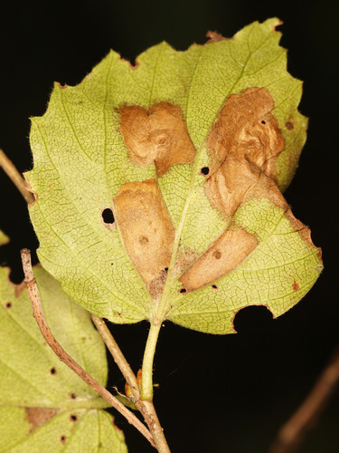 Coleophora viburniella