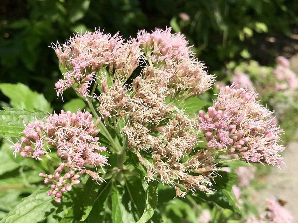 Eupatorium cannabinum (Eupatorium cannabinum)