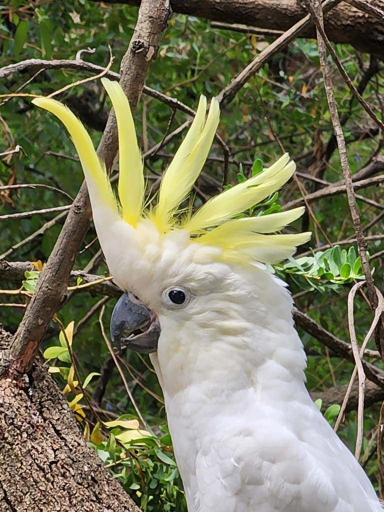 Sulphur-crested Cockatoo from Bittern VIC 3918, Australia on December ...