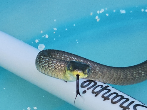 Common Tree Snake sighting