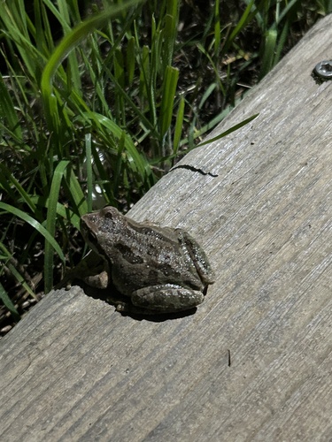 iNaturalist observation photo of Pacific chorus frog