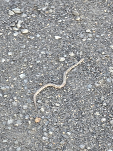 Spotted Python sighting