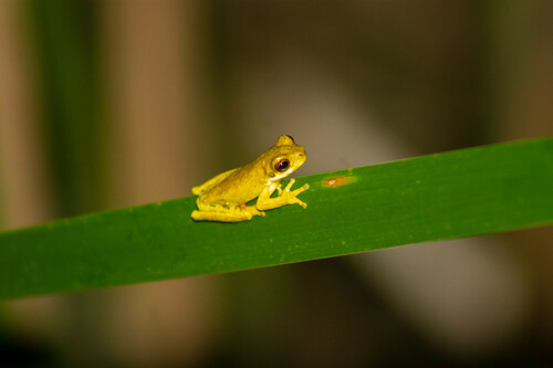 Nova Friburgo Tree Frog