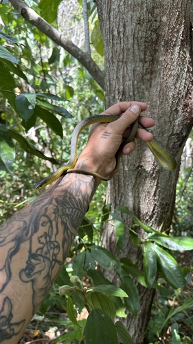 Common Tree Snake sighting