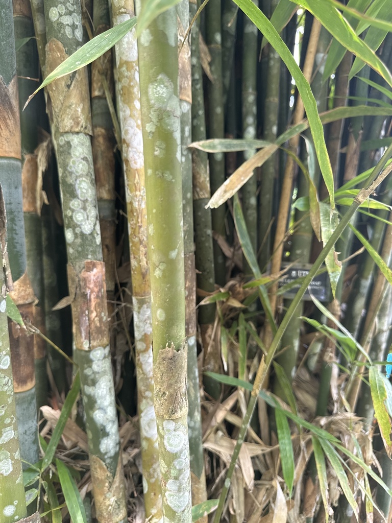 Schizostachyum zollingeri