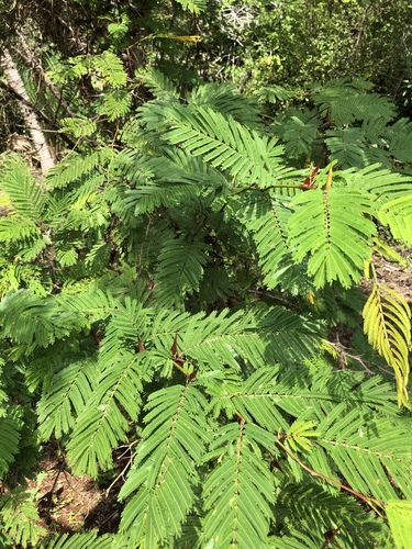 bullhorn acacia