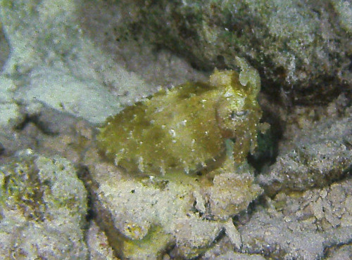 Hooded Cuttlefish — seen at this dive site