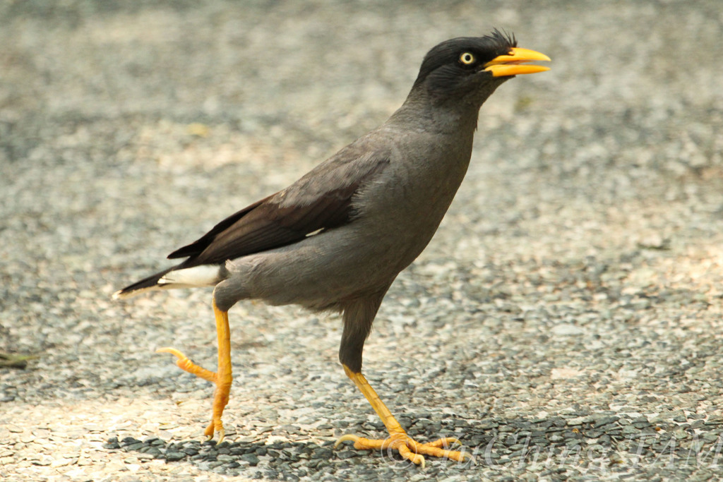 Javan Myna (Acridotheres javanicus) photo