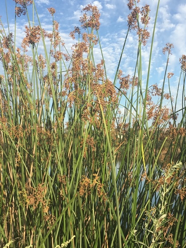 iNaturalist observation photo of California bulrush