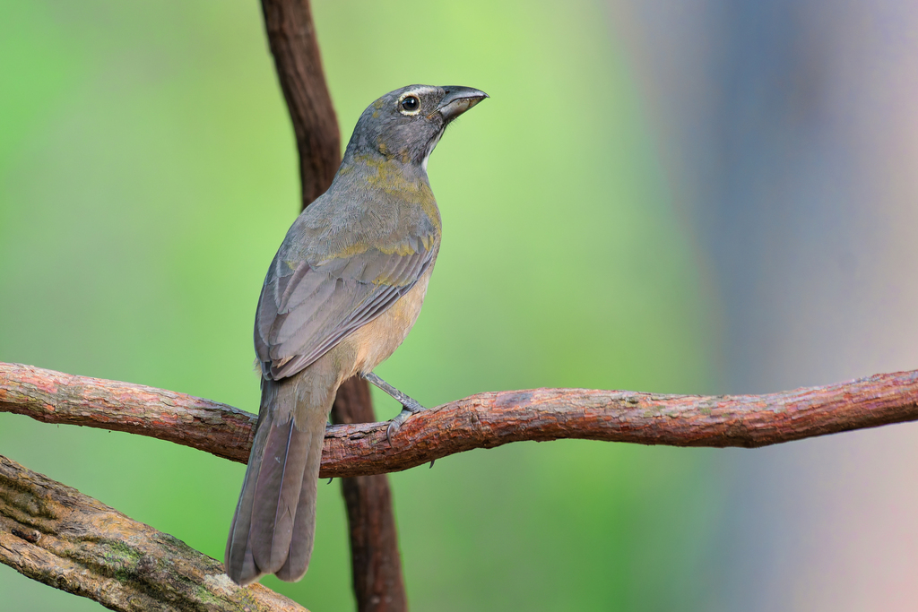 Olive-gray Saltator photo